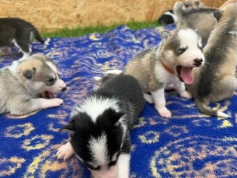 Štěňata Sibiřský Husky - 1