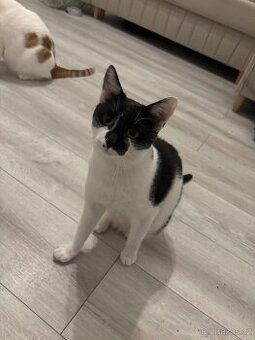 Koťata / Kocouři k adopci ihned k odběru - 1