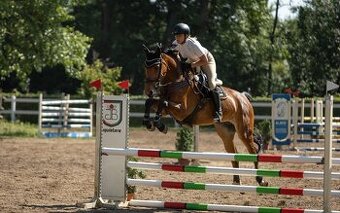 6 letá Westfálská klisna sport,hobby sport, rekreace