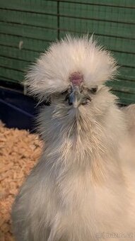 Kohoutek Hedvabničky