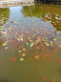 Koi karas pro letošní rok již vyprodáno