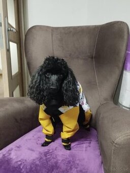 Sofshelova kombinéza pro trpasličích pudlika