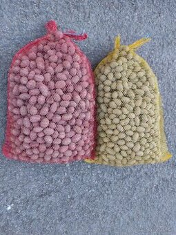 PRODÁM SADBOVÉ BRAMBORY LAURA A ADÉLA