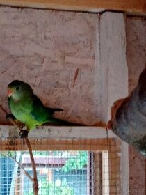 Prodám Papoušek Nádherný samce - 1