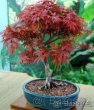 Červený japonský javor -palmatum atropurpureum - SEMÍNKA
