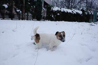 Jack russell terier