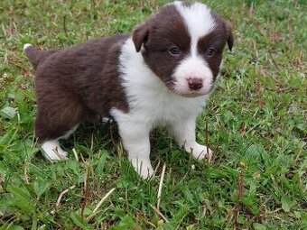 Border kolie