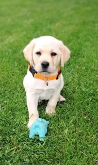 Labrador retriever šteniatka s PP
