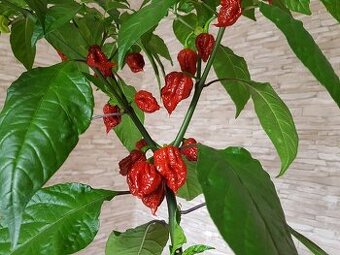 sazenice chilli Carolina reaper