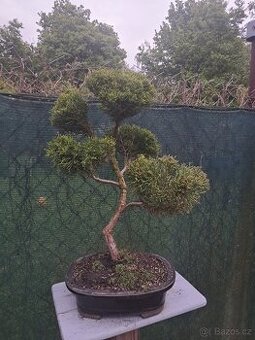 Bonsai,bonsaj Jalovec