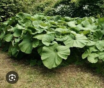 Devětsil japonský- posledních 5 kusů