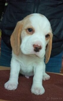 Beagle pejsek s PP - 1