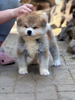 Akita Inu s průkazem původu FCI & AKIHO