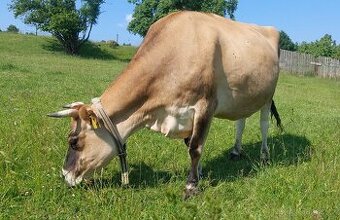 Jersey kráva