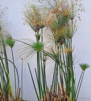 Cyperus papyrus – odkopek této exotické rostliny
