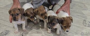 Jack russel terier