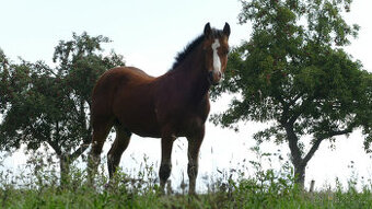 Welsh pony of cob type, sekce C