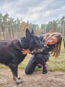 HAKY K ADOPCI - 6 let, vděčný, nenáročný NO s PP