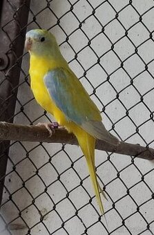 Neoféma tyrkysová žltobruchý opalín