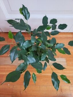 Ficus benjamina