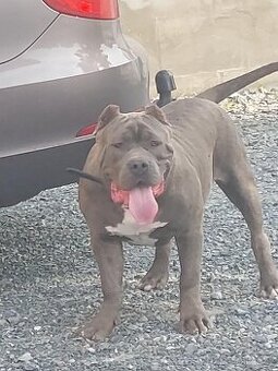 American Bully xl