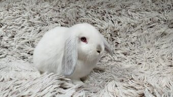 Zakrslý beránek, králíček, králík - MOLLY