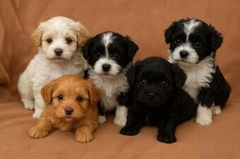 Ruská barevná boloňka