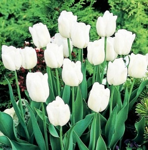 Tulipán bílý 5ks cibulek