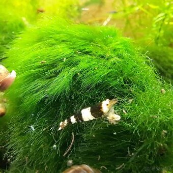 Prodám akvarijní krevetky