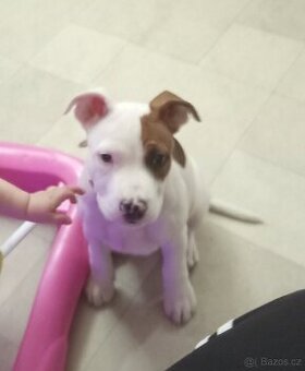 Americký stafordšírský teriér