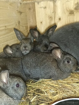 Mladí králici