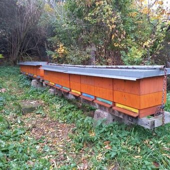 Vyzimovaná včelstva s úly r.m.39x24