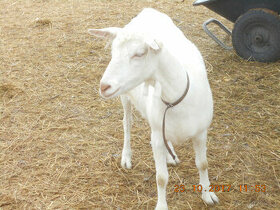 Kozí mléko-ještě dojíme...