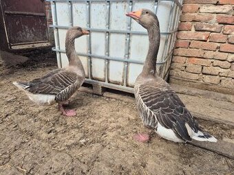 Houseři husa Landeská