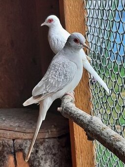 Holoubek diamantovy..