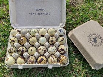 Křepelčí násadová vejce