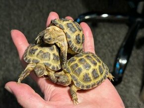 želva stepní želva čtyřprstá Testudo horsfieldii