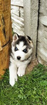 Štěňata Sibiřský Husky