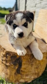 Štěňata Sibiřský Husky