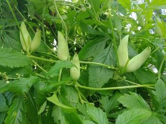 Sazenice AČOKČI - peruánské okurky