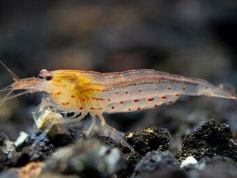 Krevetky - Caridina Multidetata / Amano / Japonica GOLD