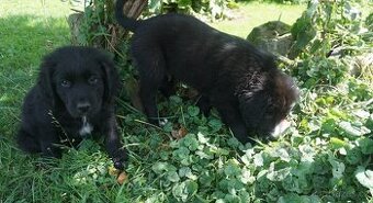 štěně Labrador 3 pejsci