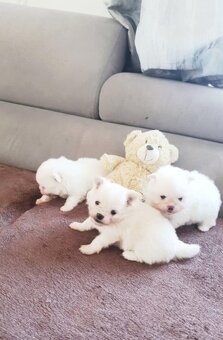 Pomeranian