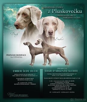 Výmarský ohař krátkosrstý - štěňata s PP