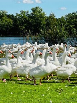 Vykrmené Novohradské husy