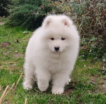 Štěňátka samojeda s PP