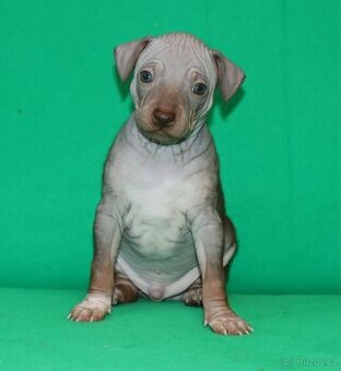 Pejsek Amerického bezsrstého teriéra s PP FCI