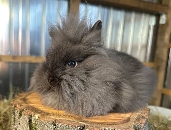 Zakrslý králíček lvíček