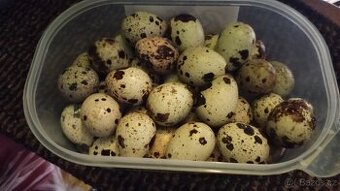 Křepelčí vajíčka