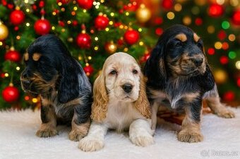 Anglický kokršpaněl barevný holky i kluci